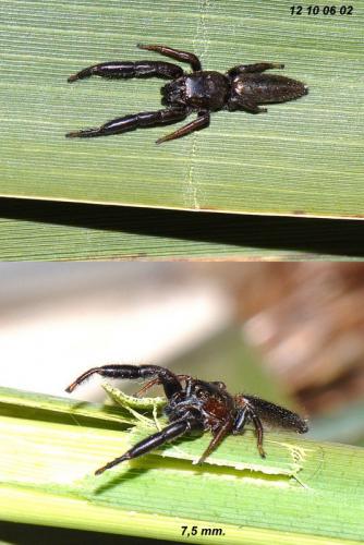 Mendoza canestrinii