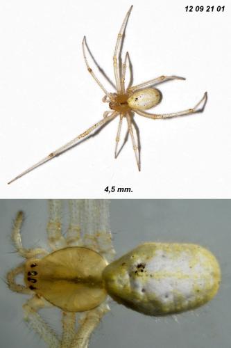 Enoplognatha latimana