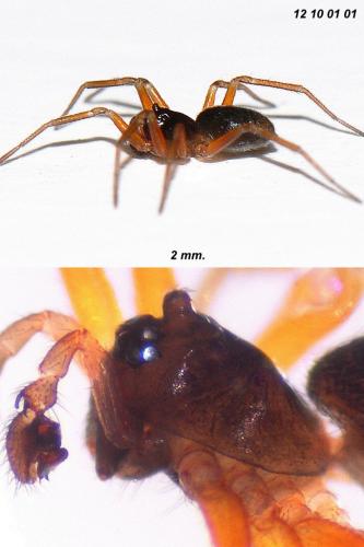 Réf. 92 705 : Oedothorax apicatus