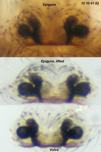 Oedothorax apicatus
