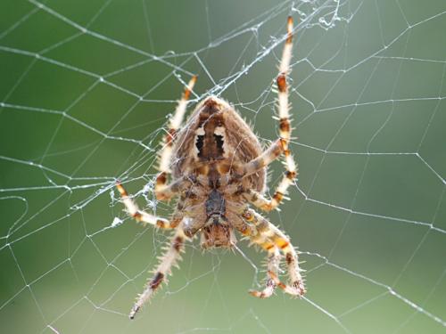 Araneus pallidus