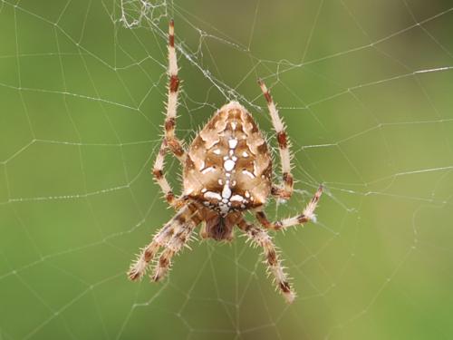 Réf. 92 961 : Araneus pallidus
