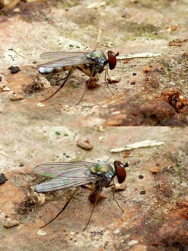 Argyra sp.
