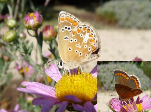 Réf. 92 144 : Aricia agestis