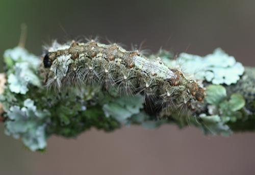 Lymantria monacha