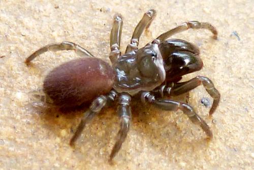 Atypus affinis