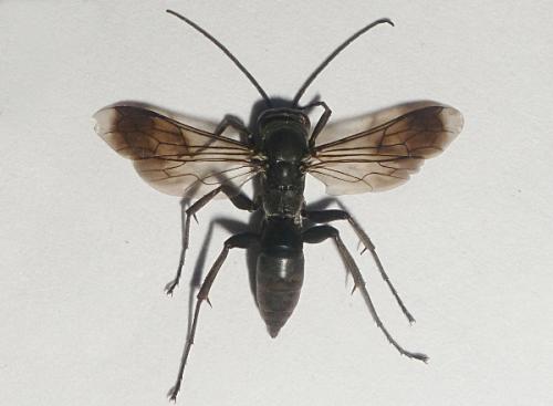 Réf. 92 840 : Agenioideus apicalis