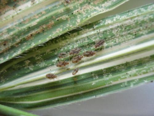 Leptodictya bambusae