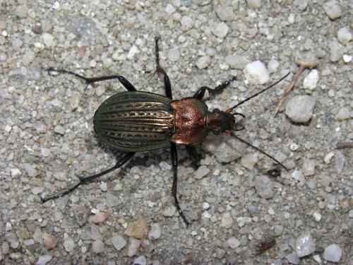 Carabus cancellatus