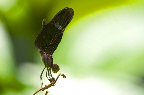 Zenithoptera fasciata