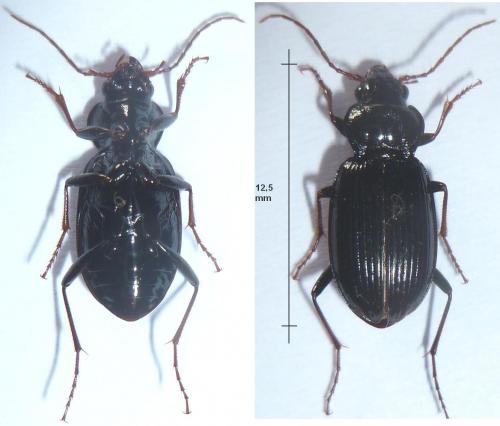 Réf. 92 722 : Nebria brevicollis