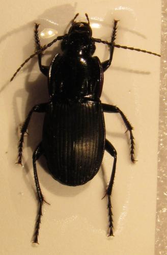 Réf. 92 060 : Abax parallelepipedus