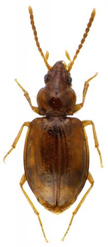 Porotachys bisulcatus