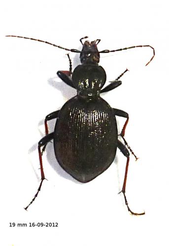 Réf. 92 093 : Cychrus attenuatus
