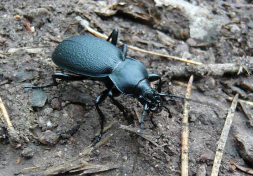 Réf. 92 307 : Carabus coriaceus