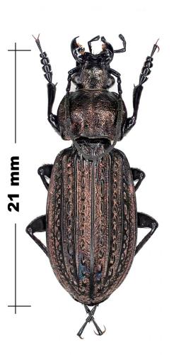 Carabus menetriesi