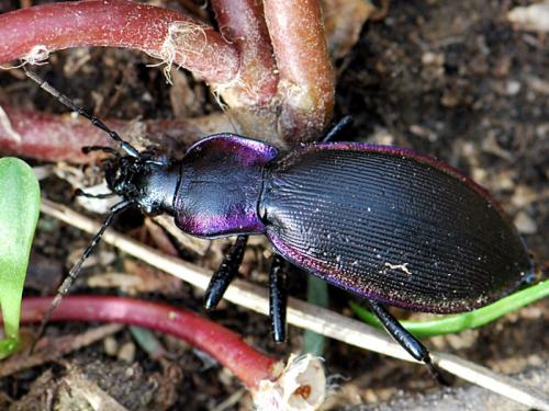 Réf. 92 288 : Carabus violaceus purpurascens
