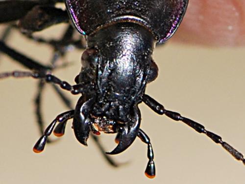 Carabus violaceus purpurascens