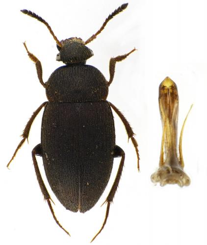 Réf. 92 901 : Catops speluncarum