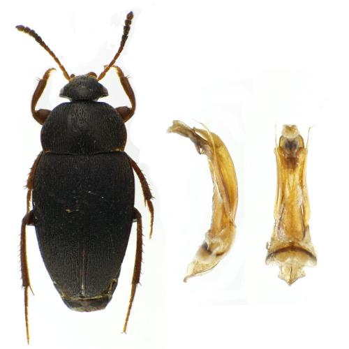 Réf. 92 931 : Catops sp.
