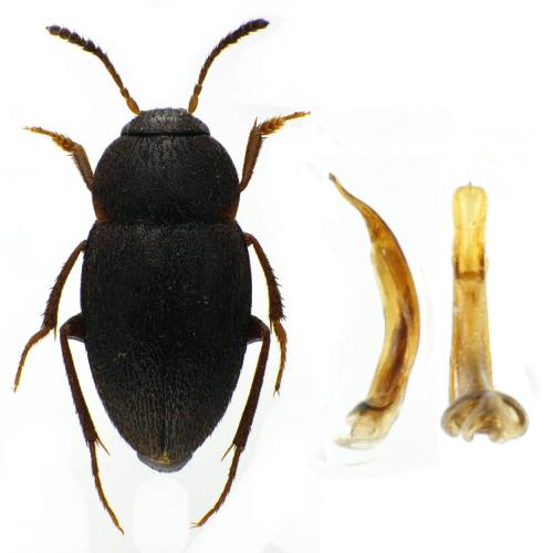 Catops coracinus