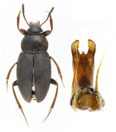 Réf. 92 958 : Catops nigriclavis