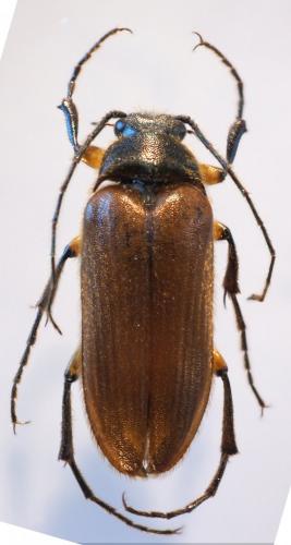 Cebrio gigas
