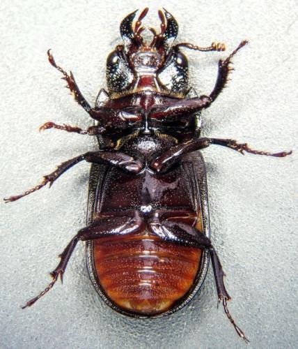 Ceruchus chrysomelinus