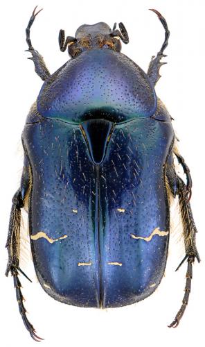 Réf. 92 457 : Cetonia aurata
