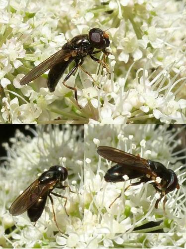 Réf. 92 597 : Cheilosia pagana