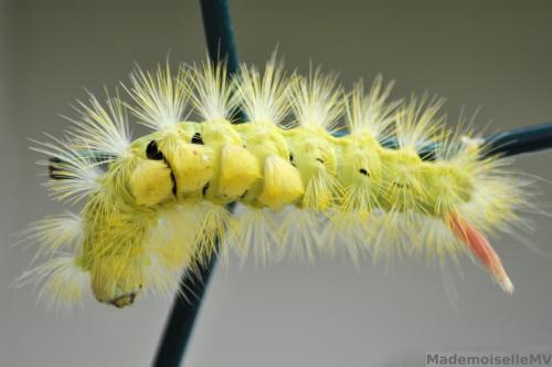 Calliteara pudibunda