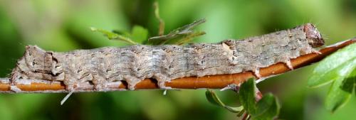 Allophyes oxyacanthae
