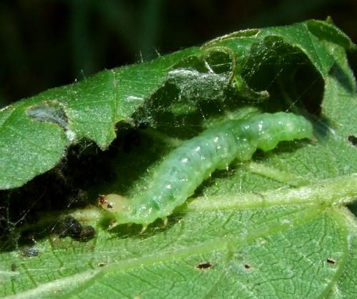 Réf. 92 666 : Pleuroptya ruralis