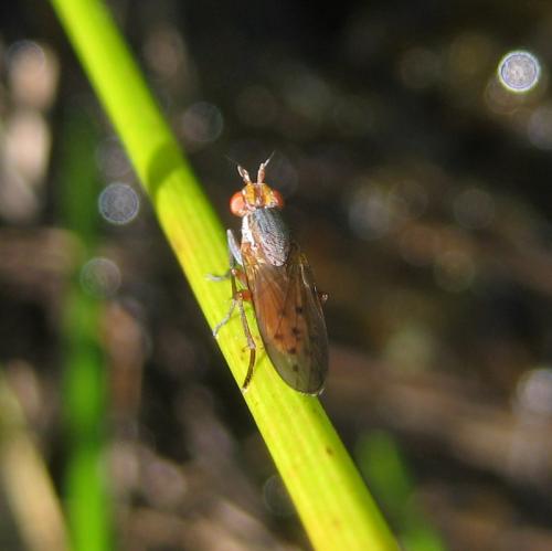 Hydromya dorsalis