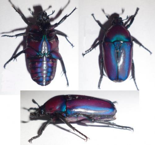 Chlorocala africana oertzeni