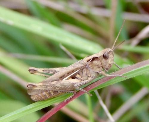 Réf. 92 020 : Chorthippus biguttulus biguttulus