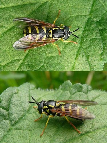 Réf. 92 865 : Chrysotoxum intermedium