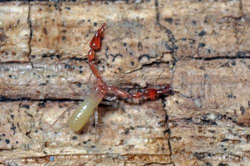 Roncus sp.