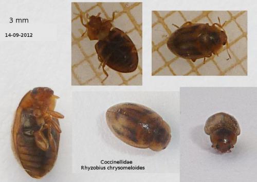 Rhyzobius chrysomeloides