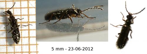 Réf. 92 453 : Dasytes plumbeus
