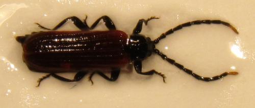 Platycis minutus