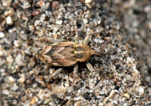 Coniatus wenckeri