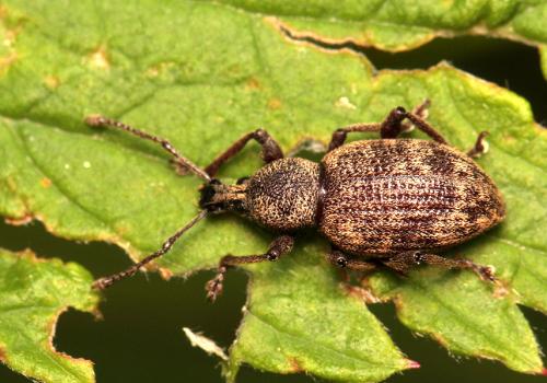 Otiorhynchus sp.