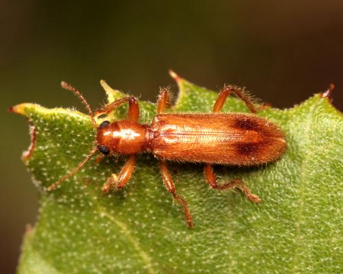 Opilo pallidus