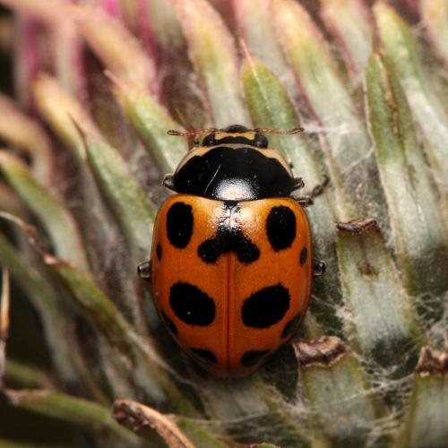 Réf. 92 894 : Ceratomegilla notata
