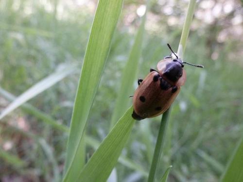Dendroxena quadrimaculata