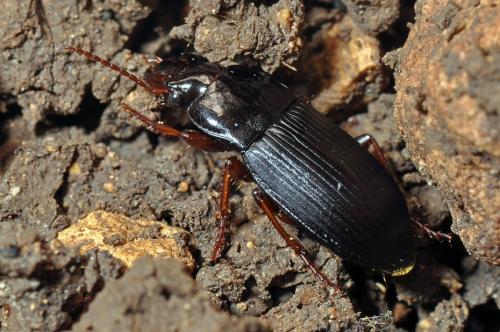 Harpalus atratus