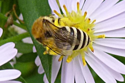 Colletes sp.
