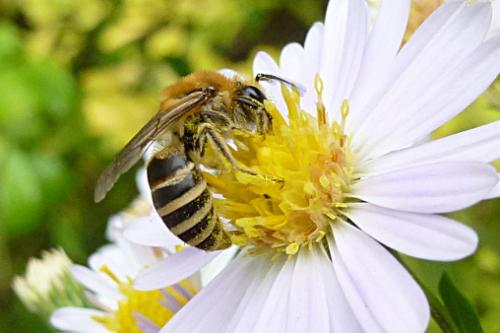 Colletes sp.