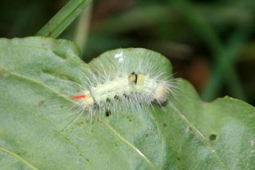 Calliteara pudibunda